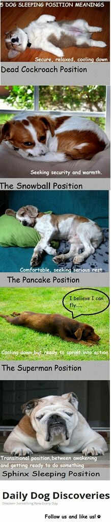 5 Dog Sleeping Positions And What They Mean