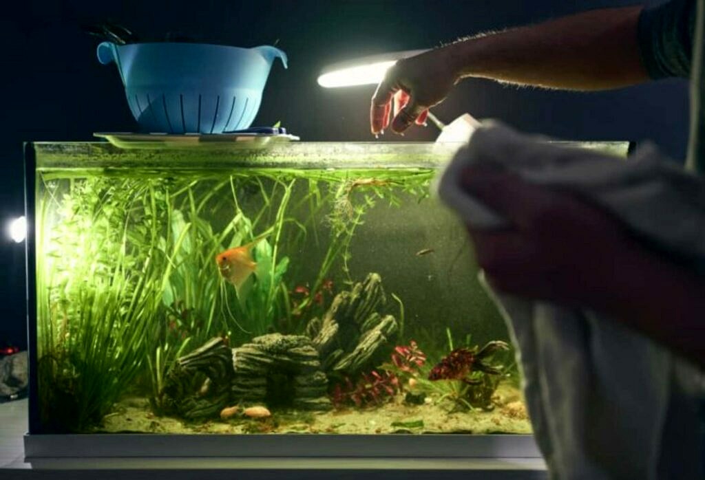 50 Betta Fish Tank Mates La Liste De Compatibilite Definitive