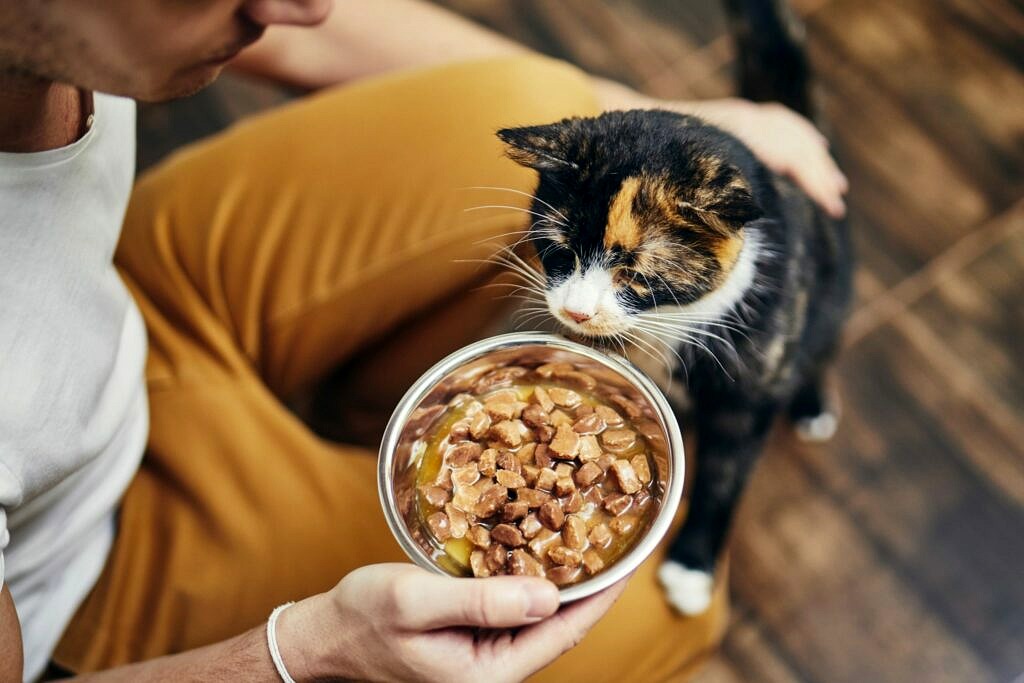 Pourquoi Mon Chat Ne Mange t il Pas Nous Sommes Sur Les Chats