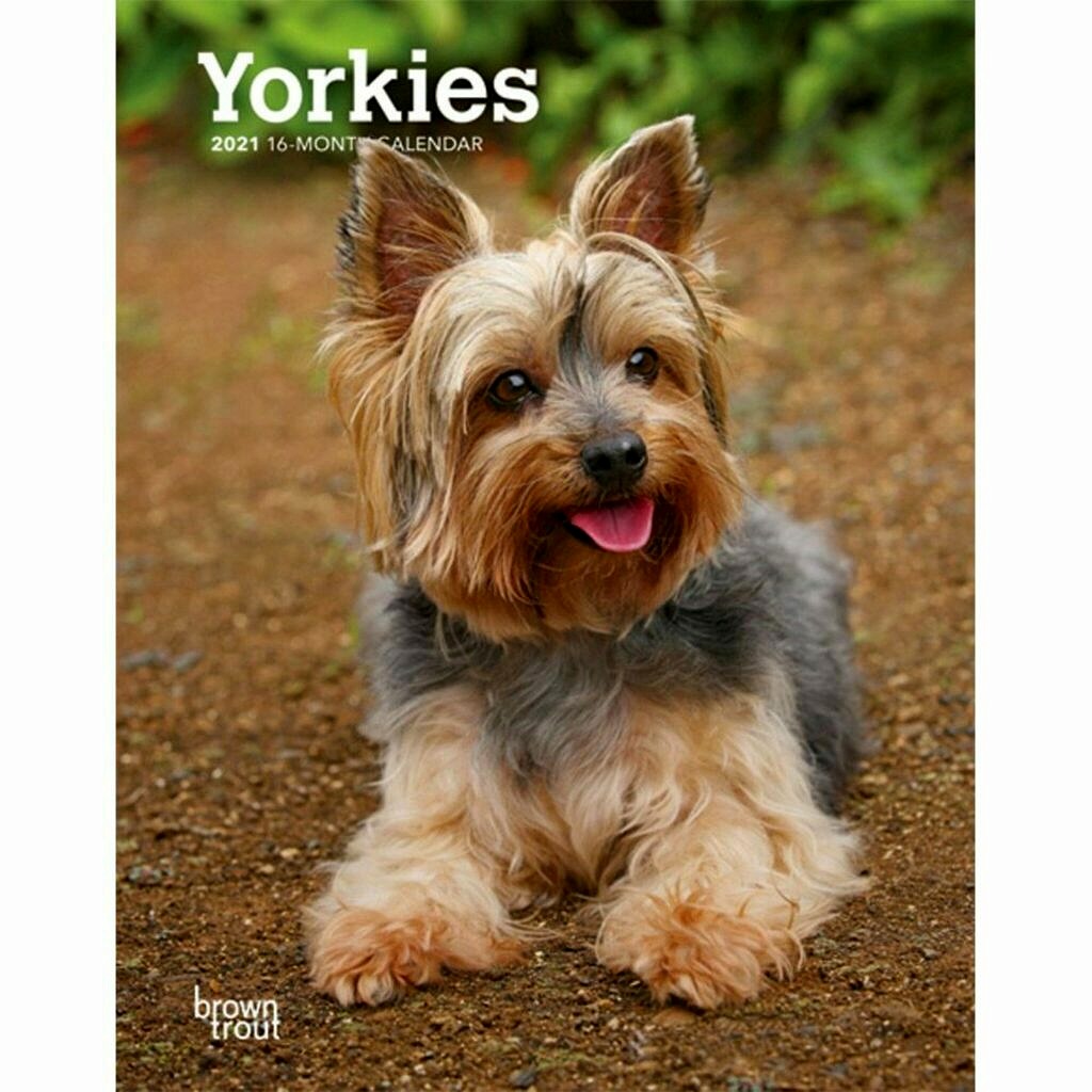 Yorkshire Terrier. Verite Et Temperament De Race